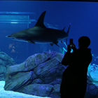 A silhouetted person in the dark takes a photo of a shark swimming by in a giant aquarium tank.