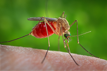 Mosquito on exposed flesh