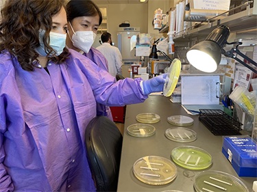 Two technicians examine antimicrobial resistance patterns in bacterial isolates in a lab